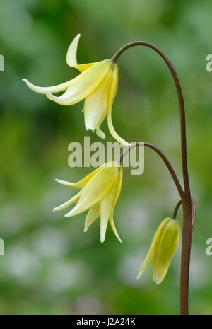 Tuolumne Fawn Lily en flor Foto de stock
