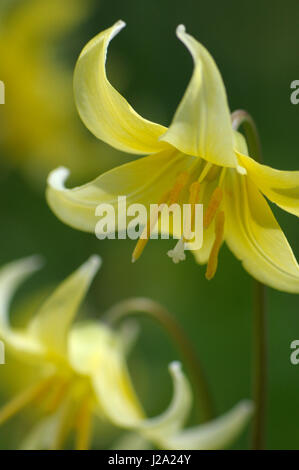Tuolumne Fawn Lily en flor Foto de stock