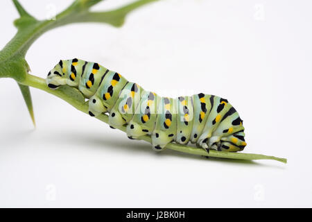 Caterpillar (Papilio machaon Papilio canadensis) en San José, California Foto de stock