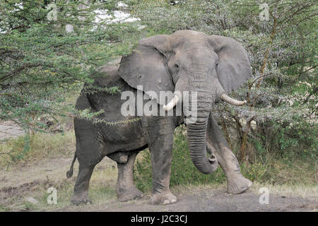 Elefante africano (Loxodonta africana) entre acaciatree, mirando a la cámara, el Parque Nacional Serengueti, Tanzania.