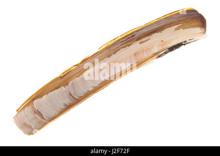 Atlantic jackknife clam aislado sobre un fondo blanco. Foto de stock