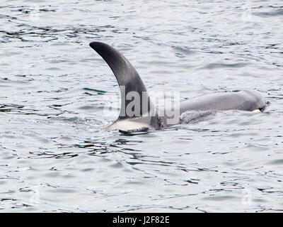 La orca en el Mar del Norte. Raramente fotografiado en el Mar del Norte. Foto de stock