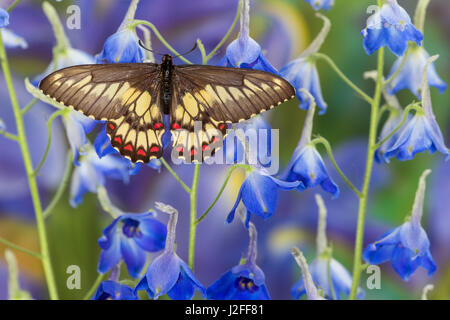 Mariposas Papilionidae Eurytides corethus en la familia Foto de stock
