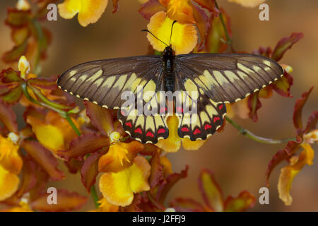 Mariposas Papilionidae Eurytides corethus en la familia Foto de stock
