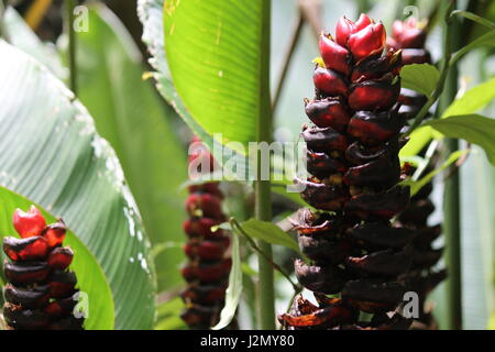 Rojo profundo en la selva de Plantas Tropicales