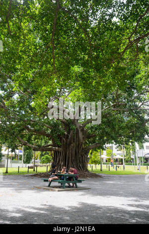 Viejo y enorme árbol de Banyan, Port Douglas, Far North Queensland, FNQ, Queensland, Australia Foto de stock