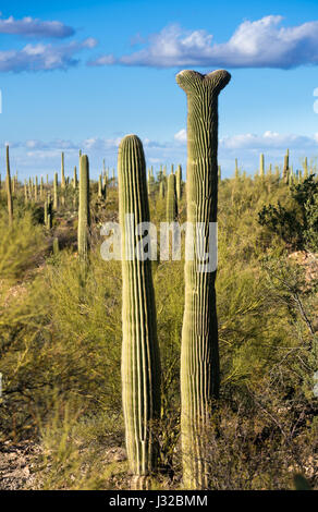 Raro Crested cacto saguaro planta en el Parque Nacional de Saguaro oeste cerca de Tucson, Arizona, EE.UU. Foto de stock