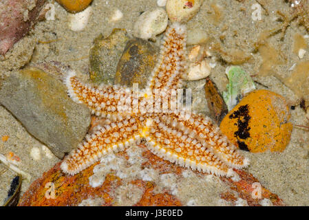 Estrella de mar común en marea baja, Sussex Foto de stock