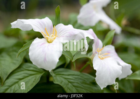 Trillium grandiflorum flores. Foto de stock