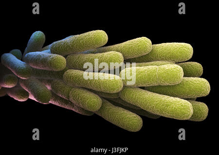 La bacteria Legionella pneumophila. Ilustración 3D
