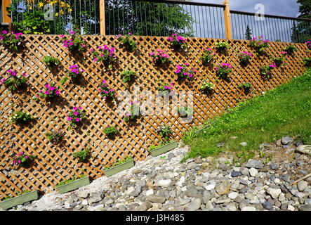 Petunia plantas que cuelgan sobre un panel de celosía de madera