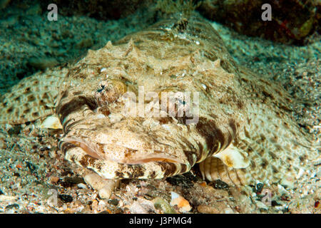 Alfombra flathead, Mar Rojo, Papilloculiceps longiceps,