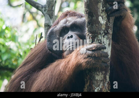 Críticamente Amenazadas Bornean orangután (Pongo pygmaeus). Los machos maduros tienen la característica almohadillas maxilares.