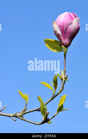 Magnolia violeta florecen en el árbol Fotografía de stock - Alamy