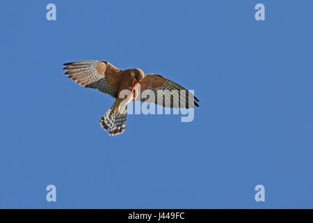 Hembra rojo-footed Falcon, Falco Vespertinus, en vuelo agarrando su presa Foto de stock