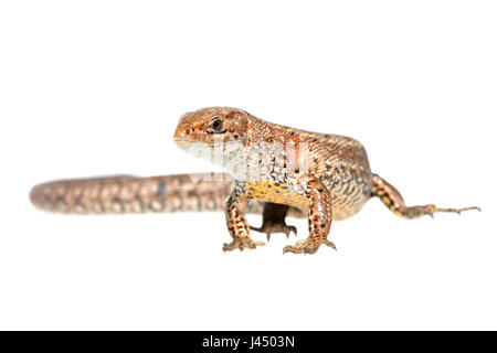 Prestados foto de un lagarto común (zootoca vivipara) Foto de stock