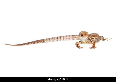 Prestados foto de un lagarto común (zootoca vivipara) Foto de stock