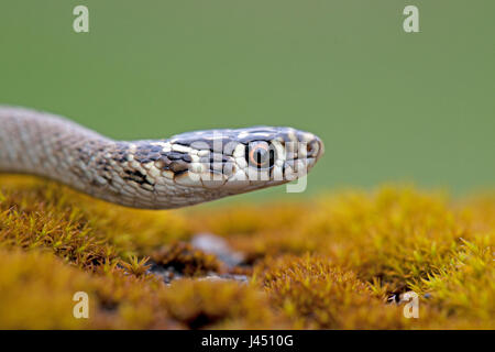 Retrato de serpiente látigo occidental Foto de stock