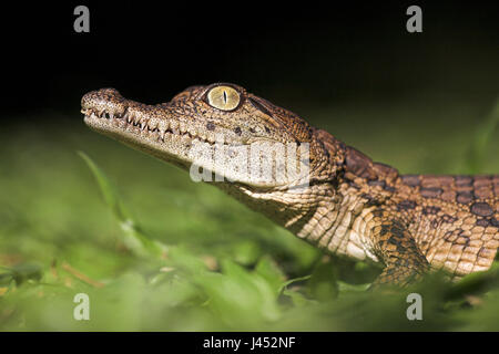 Retrato de un cocodrilo del Nilo la eclosión