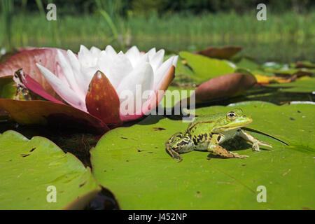 Foto de una rana comestible sentado en una hoja de blanco europeo waterlilly con una flor en el fondo