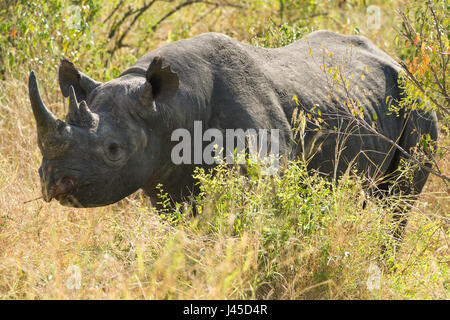 El rinoceronte negro (Diceros bicornis), Maasai Mara, Kenia Foto de stock