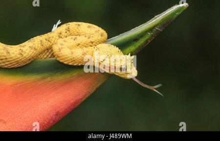 Víbora de pestañas, Bothriechis schlegelii acostado en heliconia flor y pegando su tounge en Laguna del Lagarto, Boca Tapada de San Carlos, Costa Rica