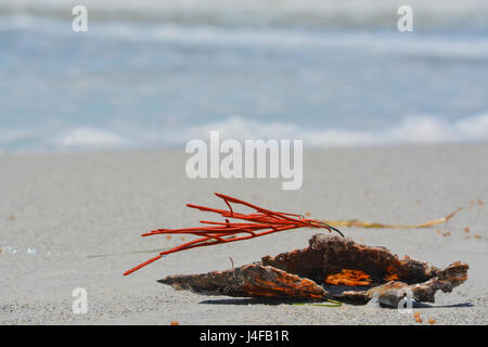 Mar de Coral naranja gorgonias látigo conectado a un shell de pluma se lavan en Indian Rocks Beach, el Golfo de México, Florida.