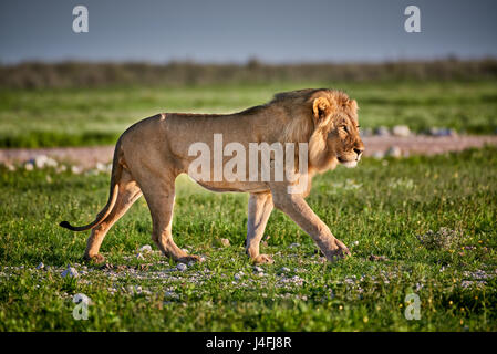 León macho (Panthera leo) patrullando por la zona