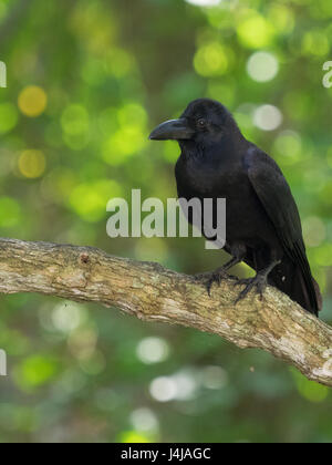 El cuervo se asienta sobre una rama, giró su cabeza a la izquierda, el perfil de un pájaro con un pico fuerte, plumaje negro, contra el telón de fondo de una espalda verde