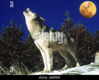 Madera, Lobo, canis lupus, aullido, Full Moon [M] fuera, mamíferos  mamíferos depredadores, depredadores, animales salvajes, animales salvajes,  lobos, animal de 2003 Fotografía de stock - Alamy