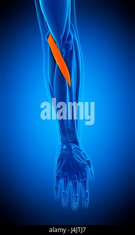 Ilustración del pronador teres músculo. Foto de stock