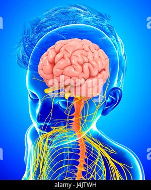 Ilustración de un niño del cerebro y del sistema nervioso. Foto de stock