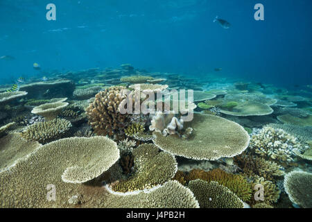 Tabla de arrecifes corales en techo, Acropora sp., las Maldivas, Ellaidhoo arrecife, el North Ari Atoll, Foto de stock