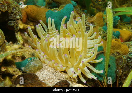 Vida marina anémona de mar Condylactis gigantea bajo el agua, en el mar Caribe Foto de stock