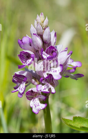 Orquídea militar (Orchis militaris) en Homefield Wood, Buckinghamshire, Reino Unido Foto de stock