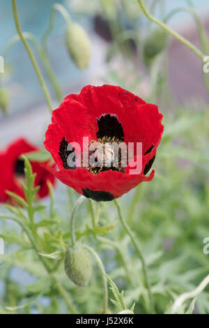 Papaver commutatum. Mariquita de adormidera. UK