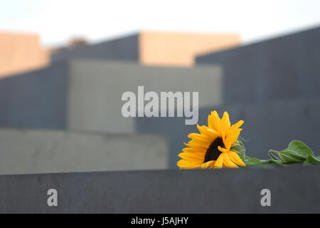 Monumento memorial recuerde planta girasol flor de luto la tristeza  judaísmo Fotografía de stock - Alamy