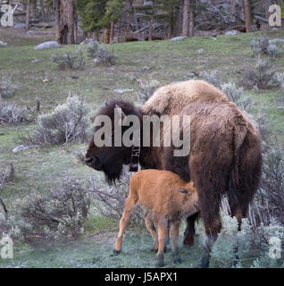 Bebé ternero de bisonte de la enfermería. Búfalo de vaca tiene un collar. Se encuentran en una pradera con artemisa. Fotografiado en el Parque Nacional de Yellowstone con luz natural. Foto de stock