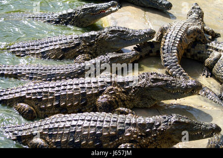 África reptil depredador asesino cocodrilo cocodrilo animales salvajes  mamíferos hunter Fotografía de stock - Alamy