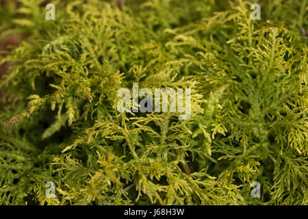 Thuidium tamariscinum (Common Tamarisco-moss) Foto de stock
