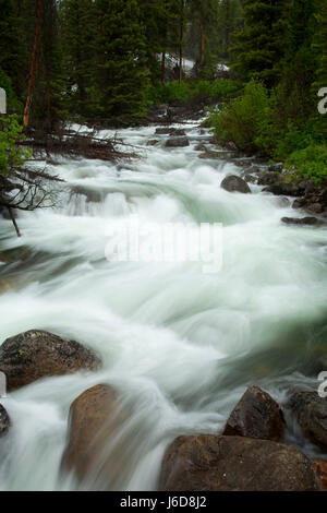 Crazy Creek, Shoshone National Forest, Beartooth Scenic Highway desviación, Wyoming Foto de stock