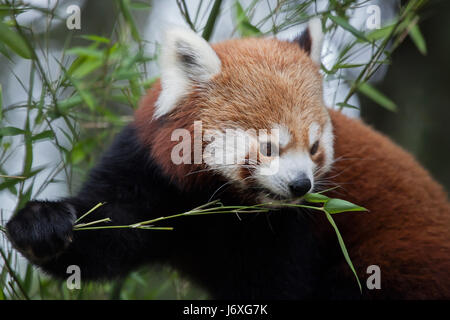 Western panda rojo (Ailurus fulgens fulgens), también conocido como el panda rojo de Nepal. Foto de stock