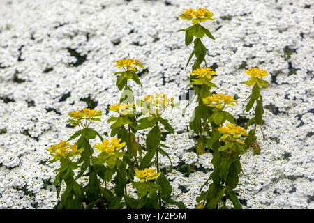 Euphorbia polychroma y Sweet Alyssum Lobularia maritima en primavera, flores amarillo-blancas mezcladas Foto de stock