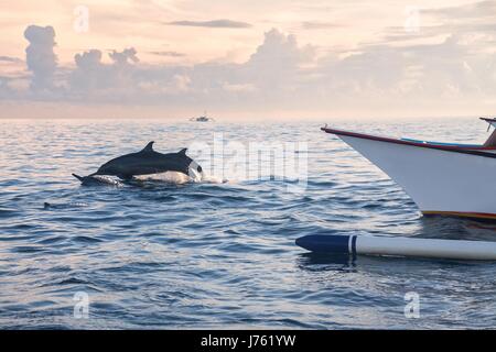 Vacaciones en Bali, Indonesia - Dolphin Beach Bali Lovina, Dolphin Jumping
