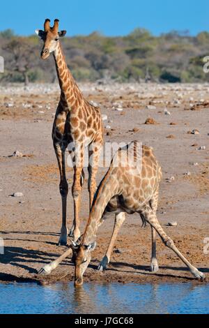 Jirafas angoleñas (Giraffa camelopardalis angolensis), beber en abrevadero, el Parque Nacional de Etosha, Namibia Foto de stock