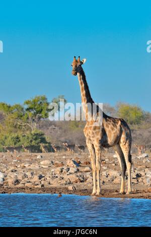 Jirafa angoleña (Giraffa camelopardalis angolensis), situándose en hembras adultas waterhole, manada de ennegrecido frente impalas