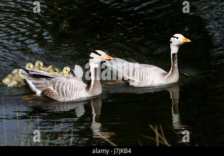 Orgullosa Bar encabezada Goose padres (Anser Indicus) nadando con su bebé recién nacido goslings