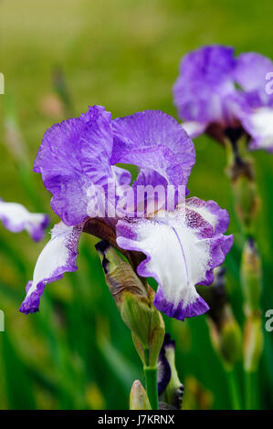 Hermosa flor Iris bailarines velo flores en el jardín