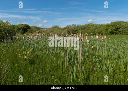 En junco común Hodbarrow reserva natural cerca Millom en Cumbria Foto de stock
