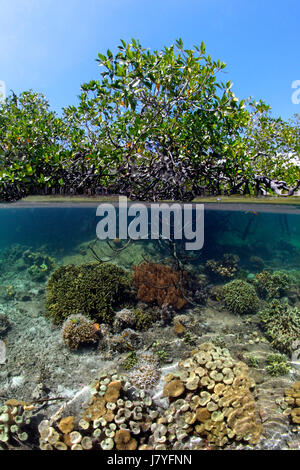En la parte superior el mangle rojo (Rhizophora mangle) en aguas poco profundas, a continuación, corales blandos (Sarcophyton crassicaule) y corales pétreos Foto de stock